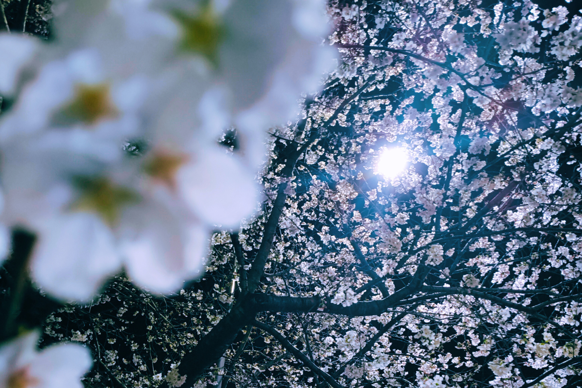 Japan in Spring: Where Cherry Blossoms Meet Craftsmanship