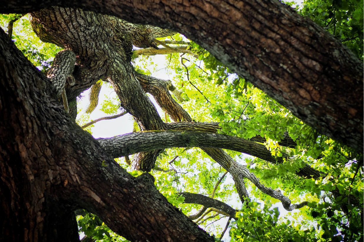 Living with Wood — The Japanese Spirit and the Charm of Wooden Crafts