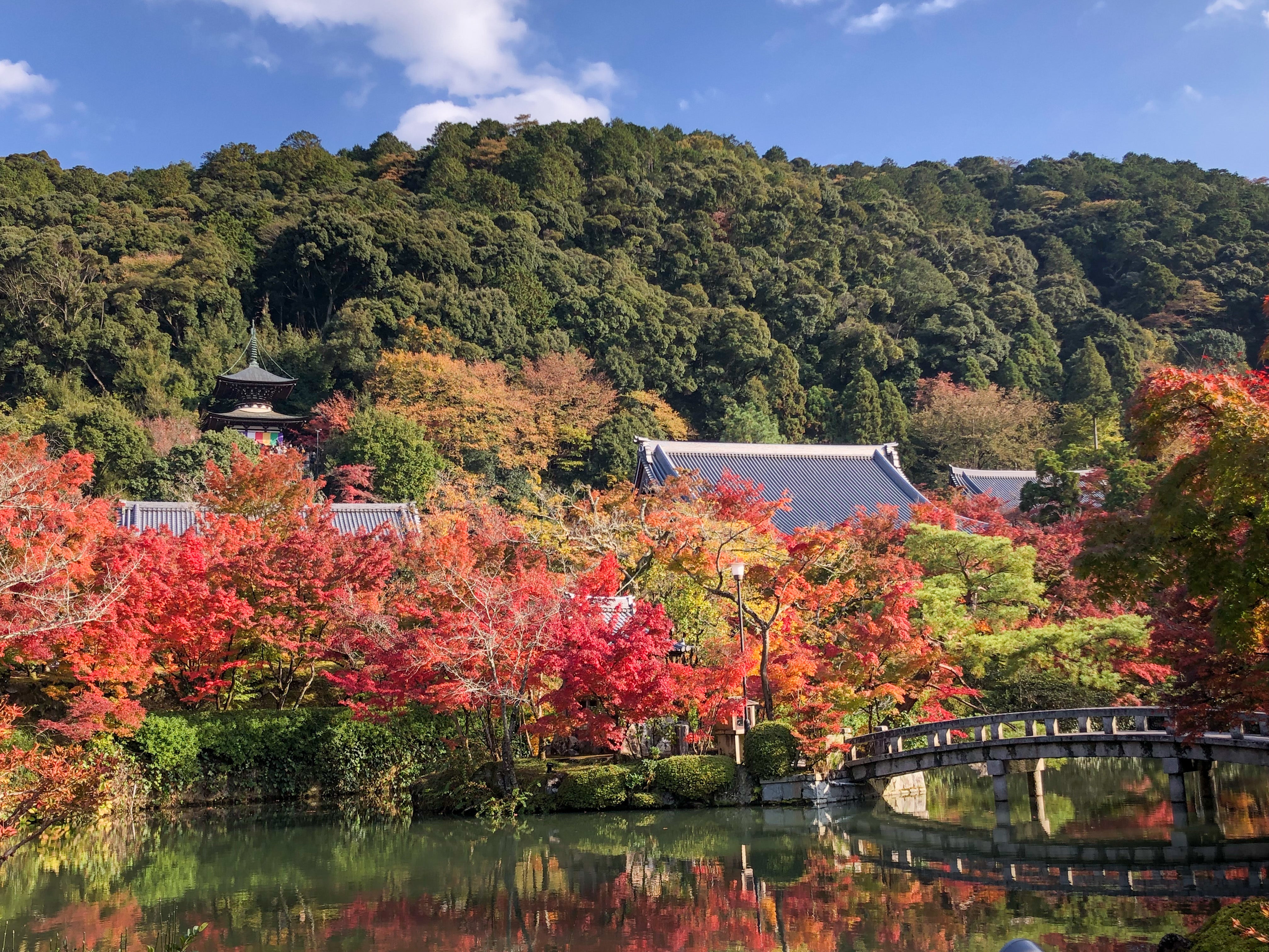 Autumn Leaves in Kyoto 2021