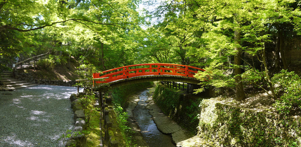 The New Green Leaves in May