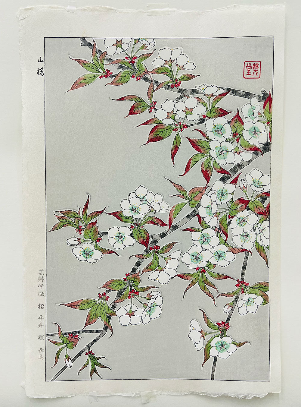 Woodblock printing "Cherry blossom" by Kawarazaki Shodo Published by UNSODO