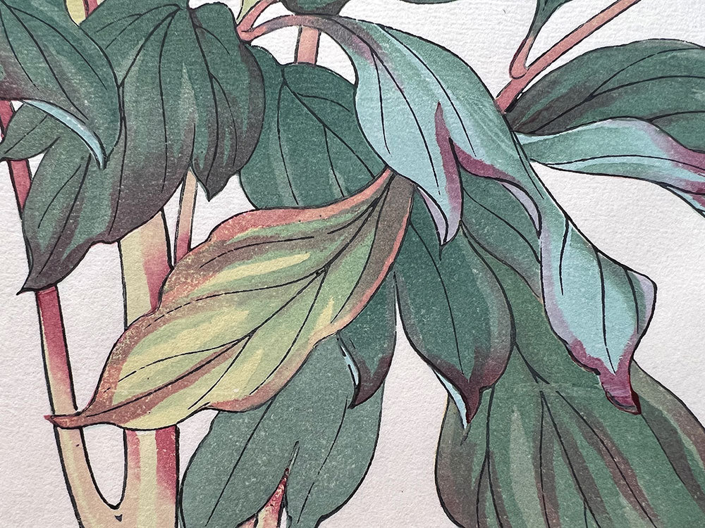 Woodblock print "Peony" by Tanigami Konan Published by UNSODO