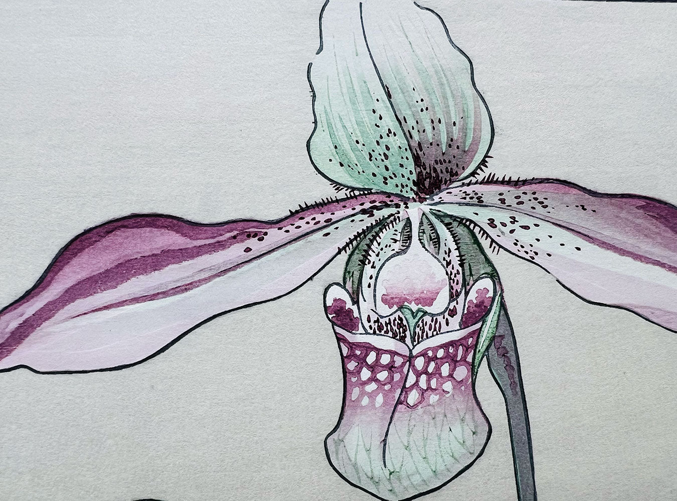 Woodblock print "Cypripedium flower" by Tanigami Konan published by UNSODO