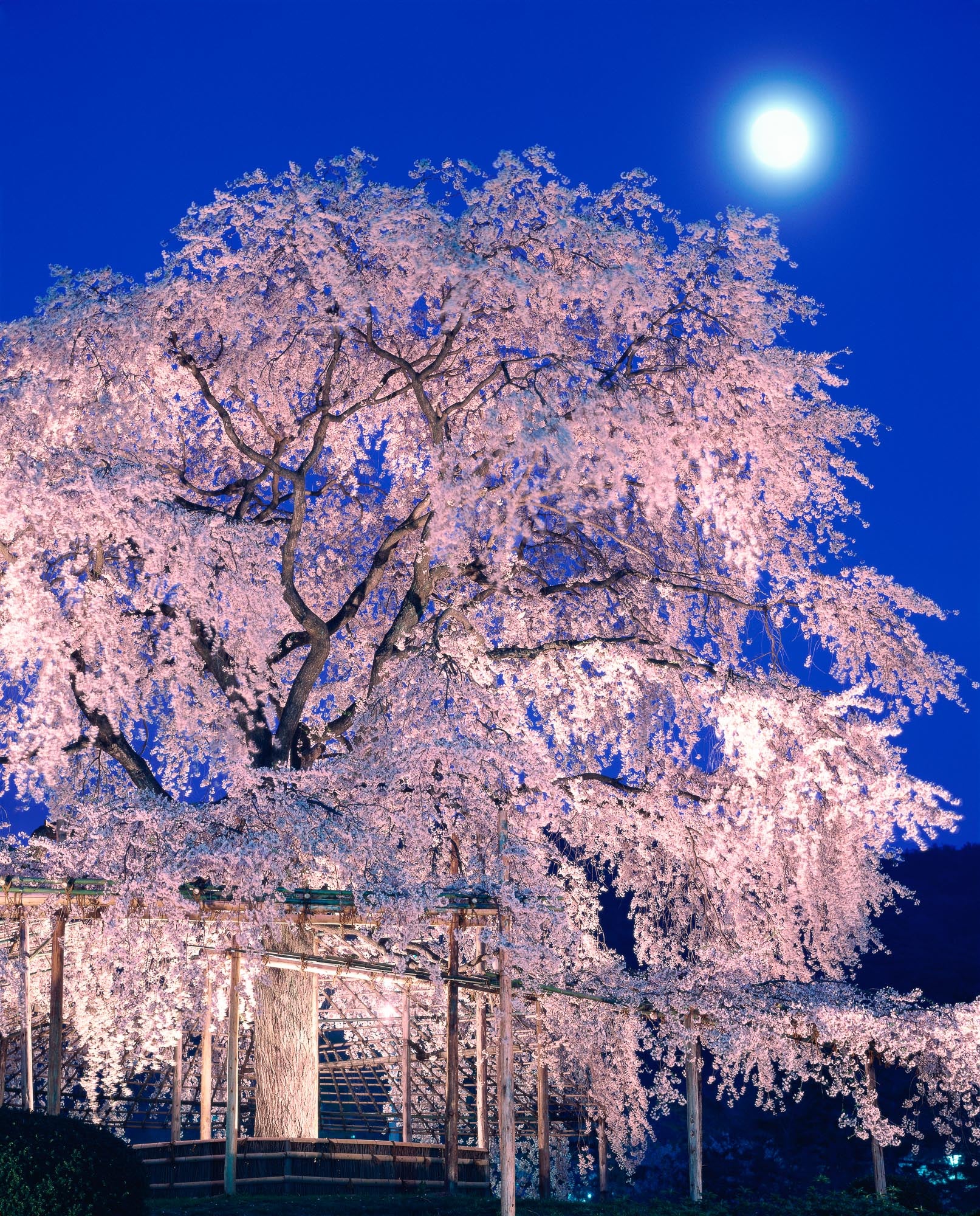 Scarf by Photographer Mizuno Katsuhiko●