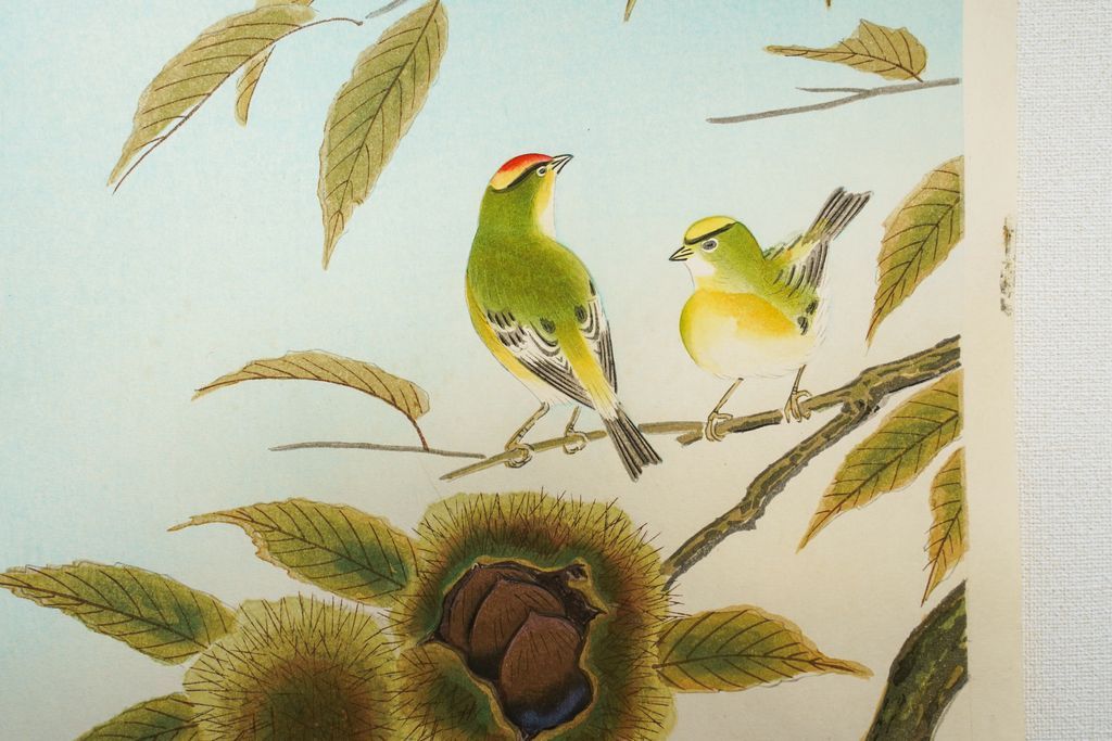 Woodblock print "Kinglet and Chestnut" by Ashikaga Shizuo Published by UCHIDA ART