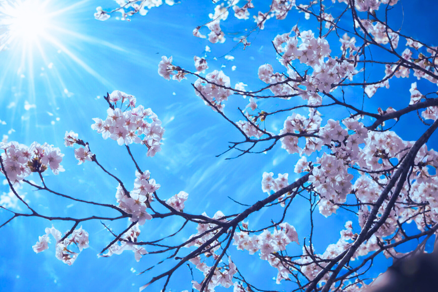 Eternal Sakura: Bringing Japan’s Blossoms into Every Season