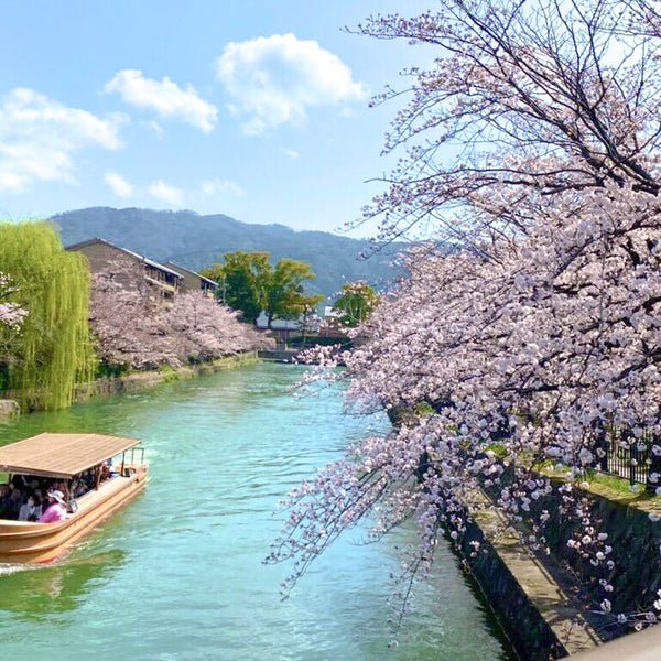 Hanami: Cherry Blossom Viewing and Spring in Japan