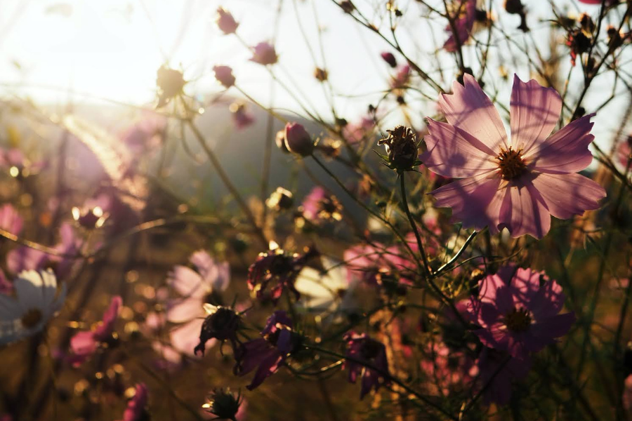 Stillness and Flow: Discovering the Natural Heart of Kyoto