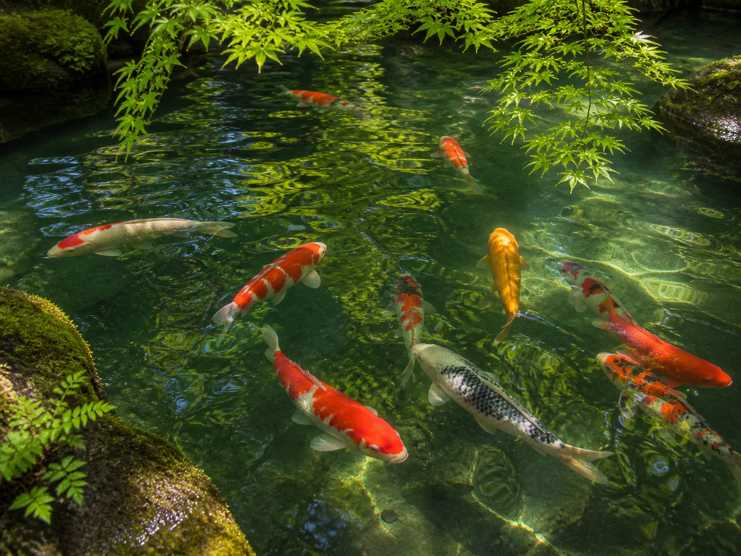 The Koi: A Symbol of Strength, Fortune, and Tradition in Japan