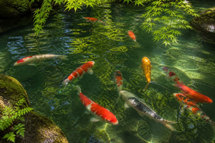 The Koi: A Symbol of Strength, Fortune, and Tradition in Japan