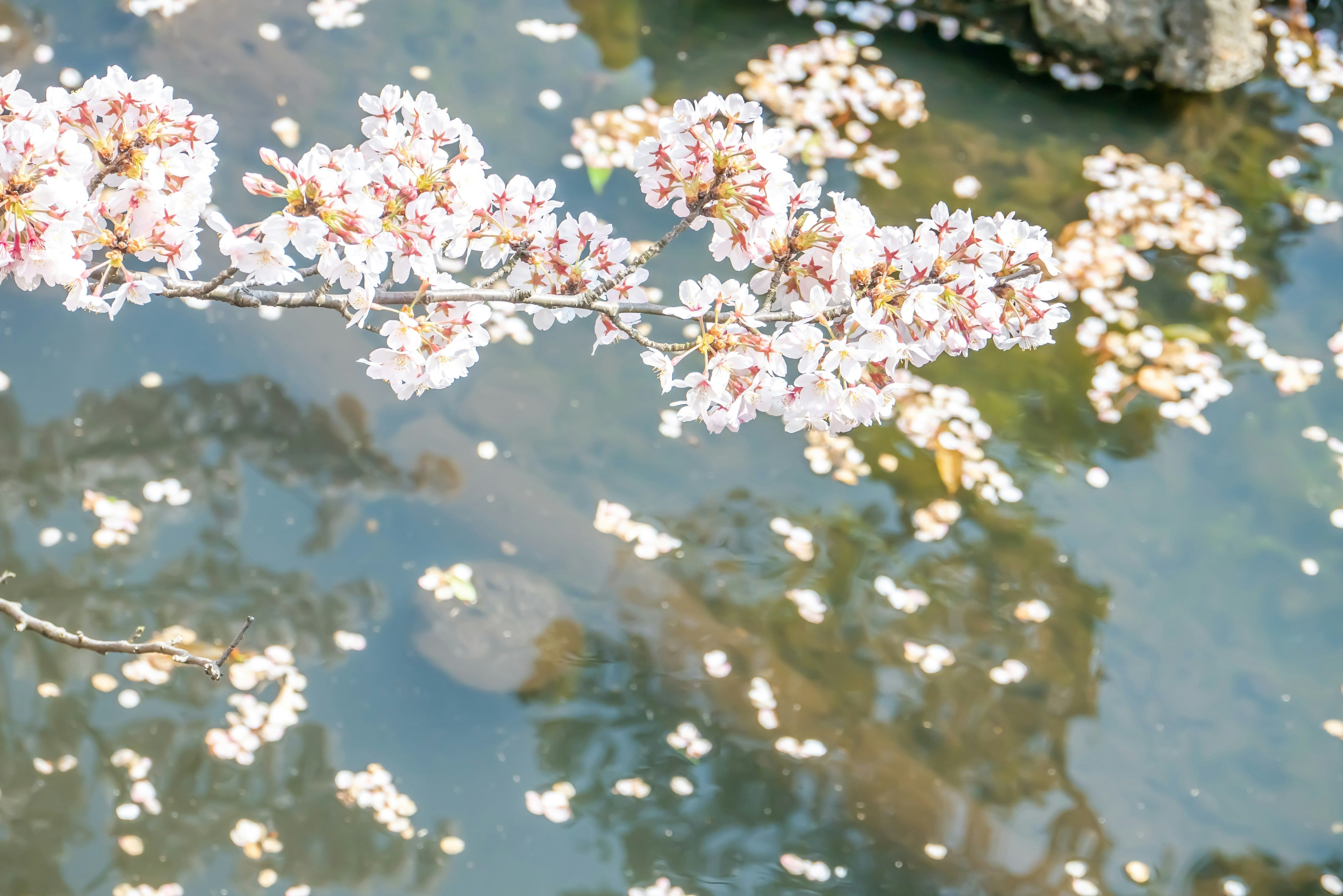 Sakura in Japan: A Global Flower, A Japanese Season
