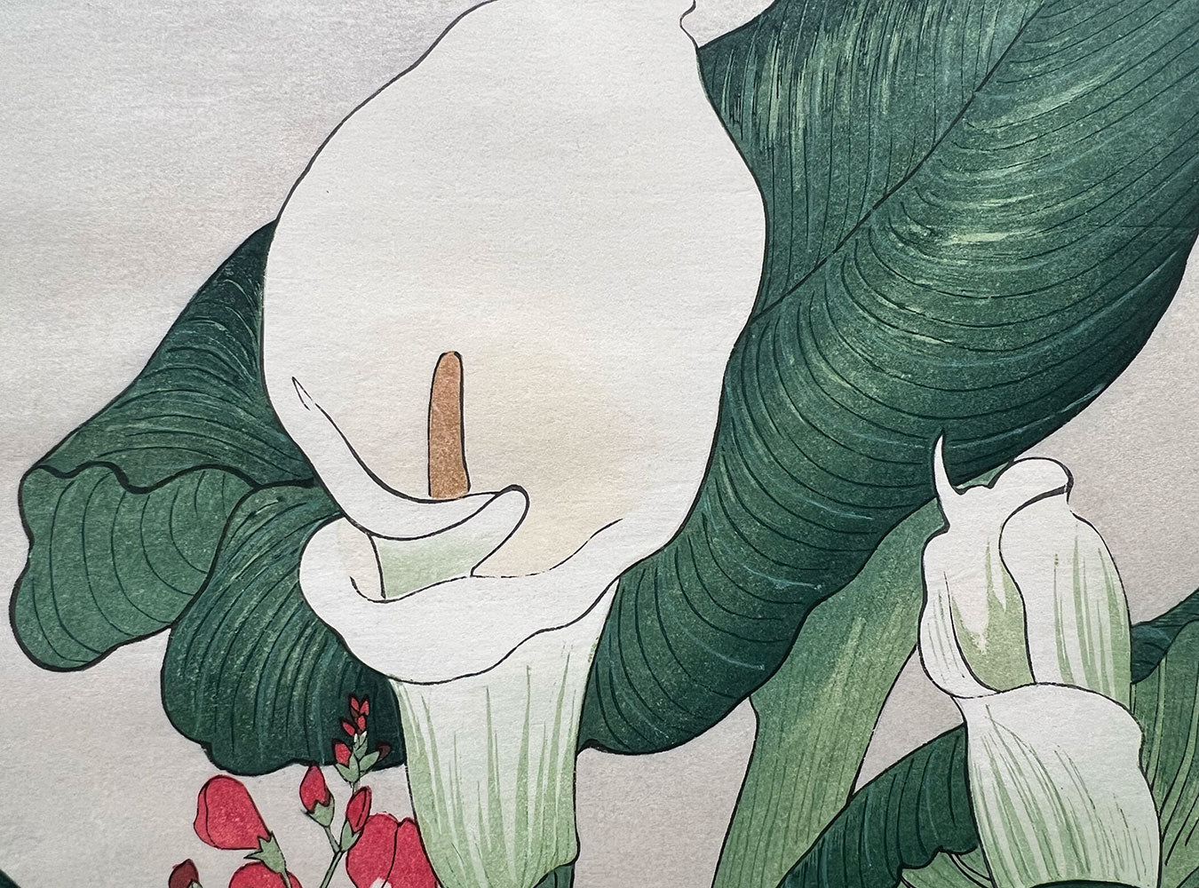 Woodblock print "Calla lily" by Tanigami Konan published by UNSODO