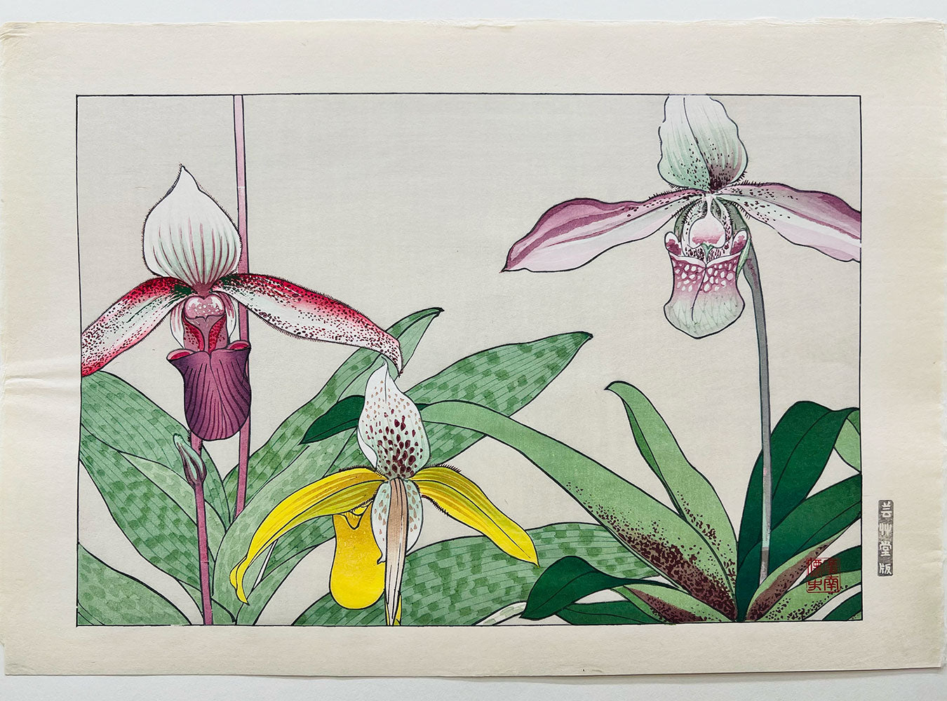 Woodblock print "Cypripedium flower" by Tanigami Konan published by UNSODO