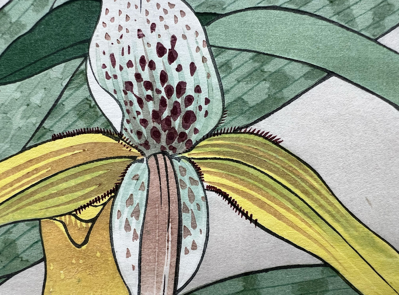 Woodblock print "Cypripedium flower" by Tanigami Konan published by UNSODO